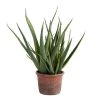 World Market Faux Aloe Plant In Terracotta Pot