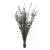World Market Preserved Baby Eucalyptus Bunch