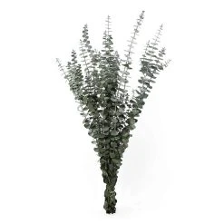 World Market Preserved Baby Eucalyptus Bunch