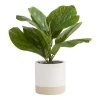 World Market Faux Fiddle Leaf Fig Plant in Two Tone Cement Pot
