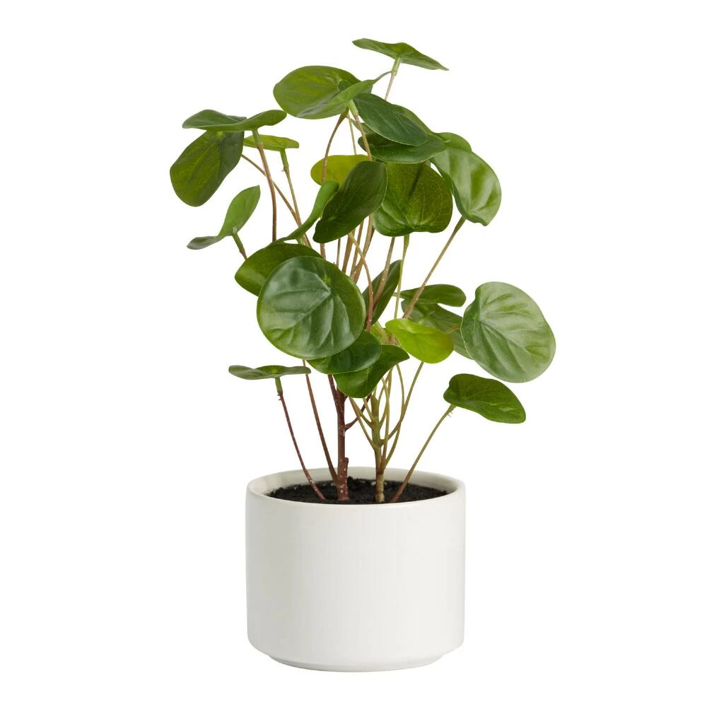 World Market Faux Chinese Money Plant in Ceramic Pot