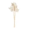 World Market Dried Bunny Tail Bunch