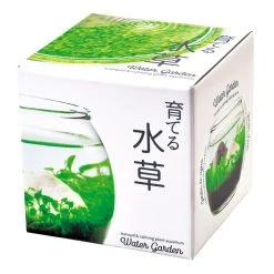 World Market Noted Water Garden Glass Plant Aquarium Set