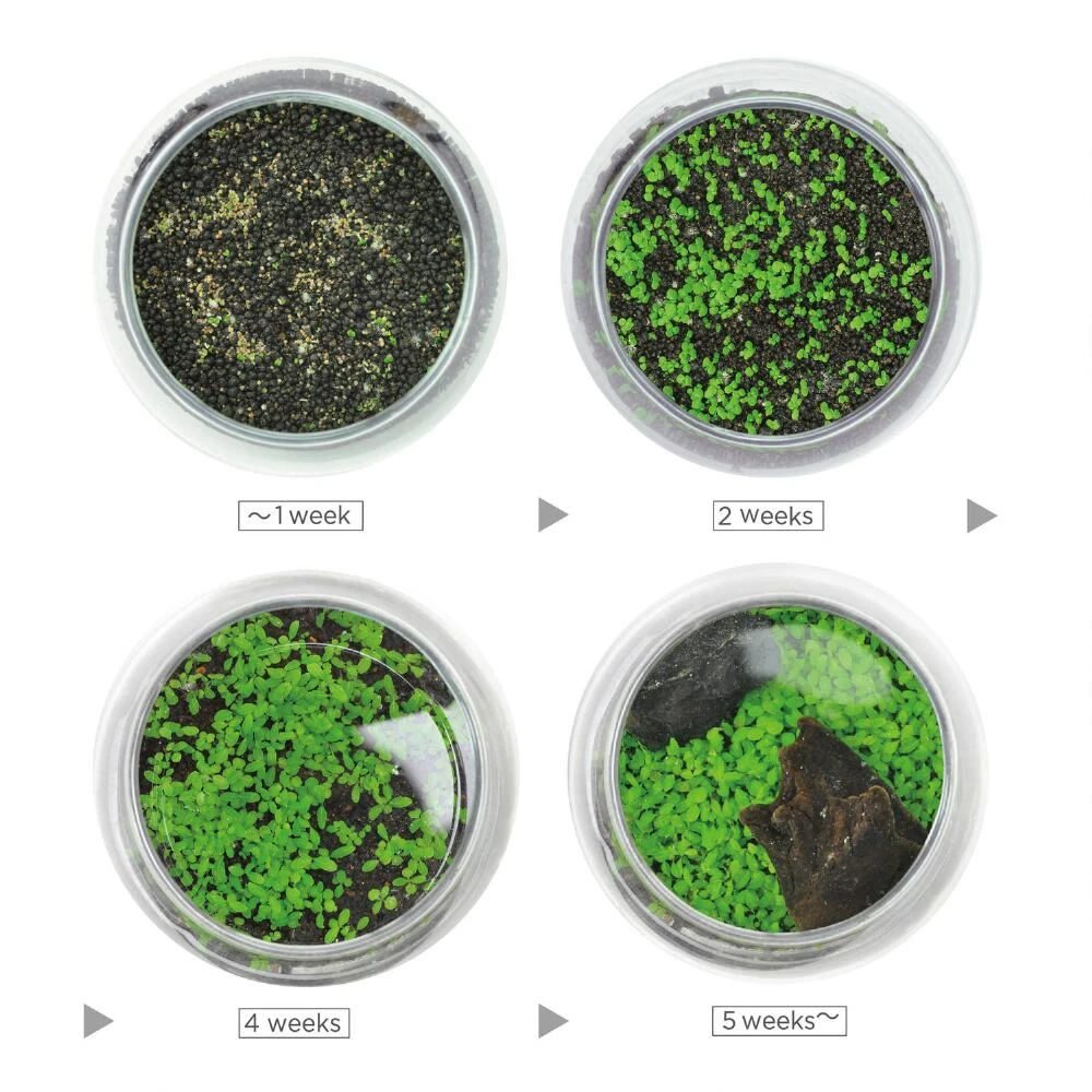 World Market Noted Water Garden Glass Plant Aquarium Set - Image 2