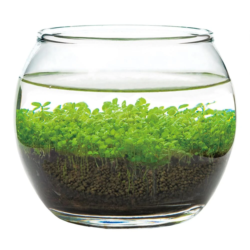 World Market Noted Water Garden Glass Plant Aquarium Set - Image 3