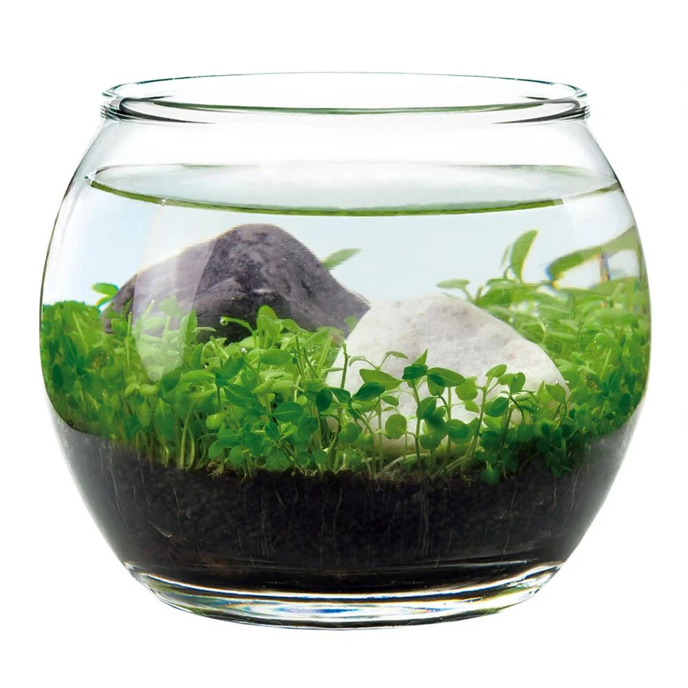 World Market Noted Water Garden Glass Plant Aquarium Set - Image 4