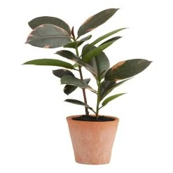 World Market Mini Faux Rubber Plant in Terracotta Pot