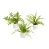 World Market Mini Faux Ferns in Ceramic Pots Set of 3