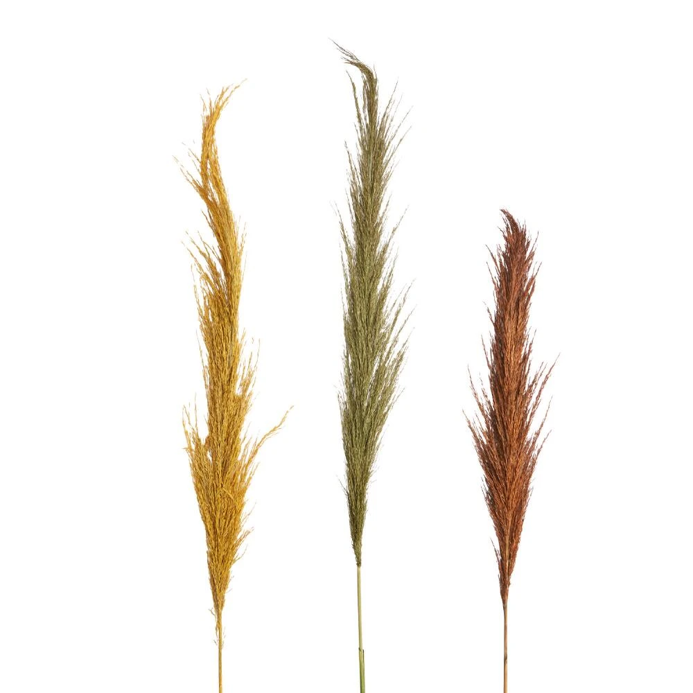 World Market Dried Fluffy Grass Bunch