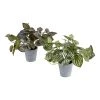World Market Faux Peperomia Plants Set of 2