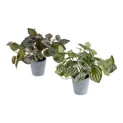 World Market Faux Peperomia Plants Set of 2