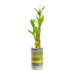 World Market Live Lucky Bamboo Plant in Tall Ceramic Pot