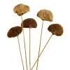 World Market Dried Mustard Yellow Mushroom Stem Bunch