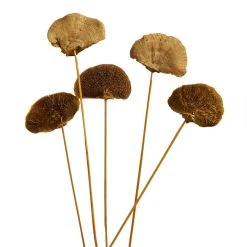 World Market Dried Mustard Yellow Mushroom Stem Bunch