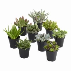 World Market Large Assorted Live Potted Succulents