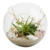 World Market Beach Garden Live Plant Glass Terrarium
