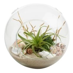 World Market Beach Garden Live Plant Glass Terrarium