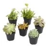 World Market Small Assorted Live Potted Succulents