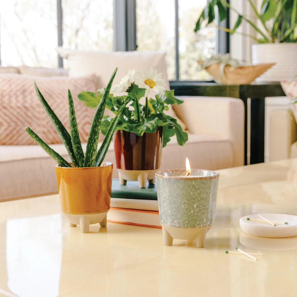 World Market Modern Sprout Daisy Glow and Grow Ceramic Candle & Grow Kit - Image 3