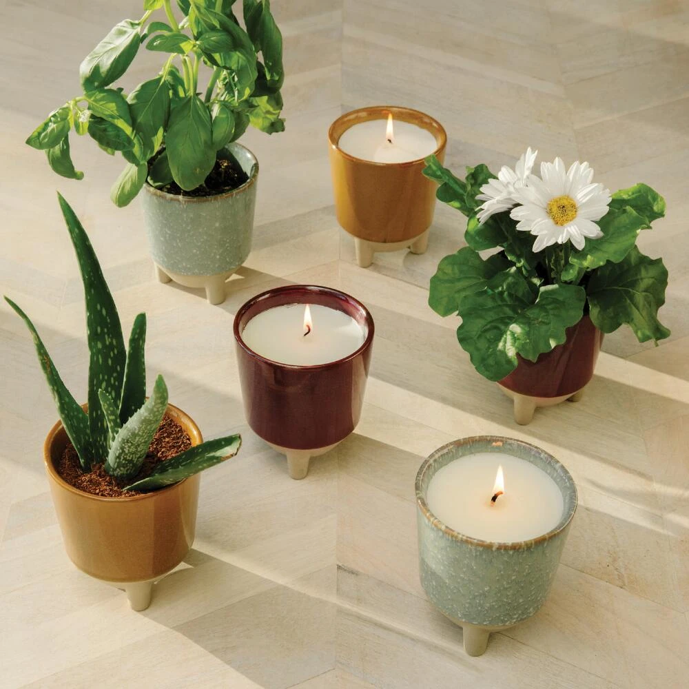 World Market Modern Sprout Daisy Glow and Grow Ceramic Candle & Grow Kit - Image 4