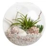 World Market Wall-Mounted Live Plant Glass Terrarium