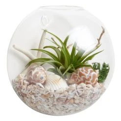 World Market Wall-Mounted Live Plant Glass Terrarium
