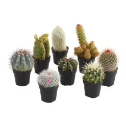World Market Small Assorted Live Potted Cacti Set of 3