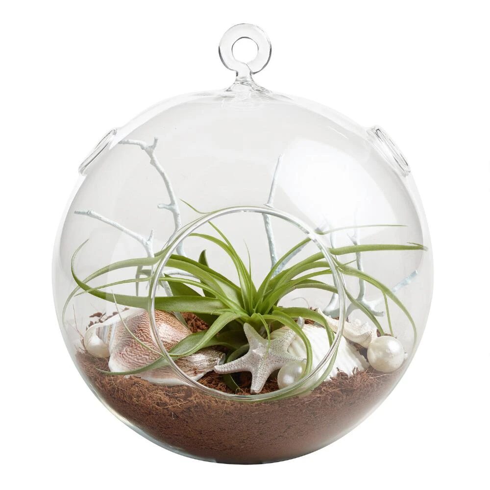World Market Hanging Live Plant Glass Terrarium with Starfish