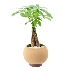 World Market Live Money Tree in Round Ceramic Pot