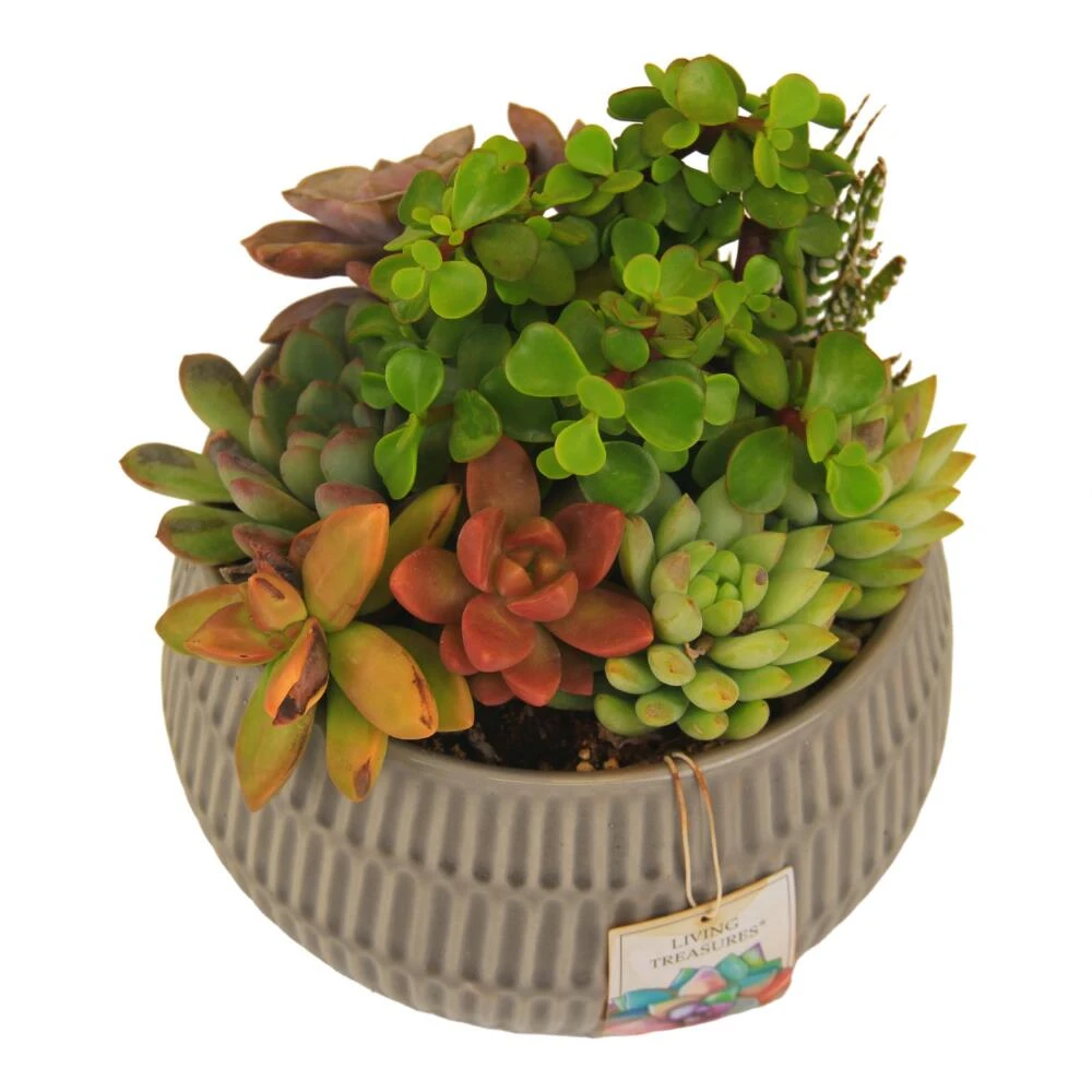World Market Live Succulent Plant Arrangement in Ribbed Ceramic Pot - Image 2