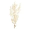 World Market Dried Bleached Ruscus Bunch