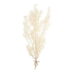 World Market Dried Bleached Ruscus Bunch