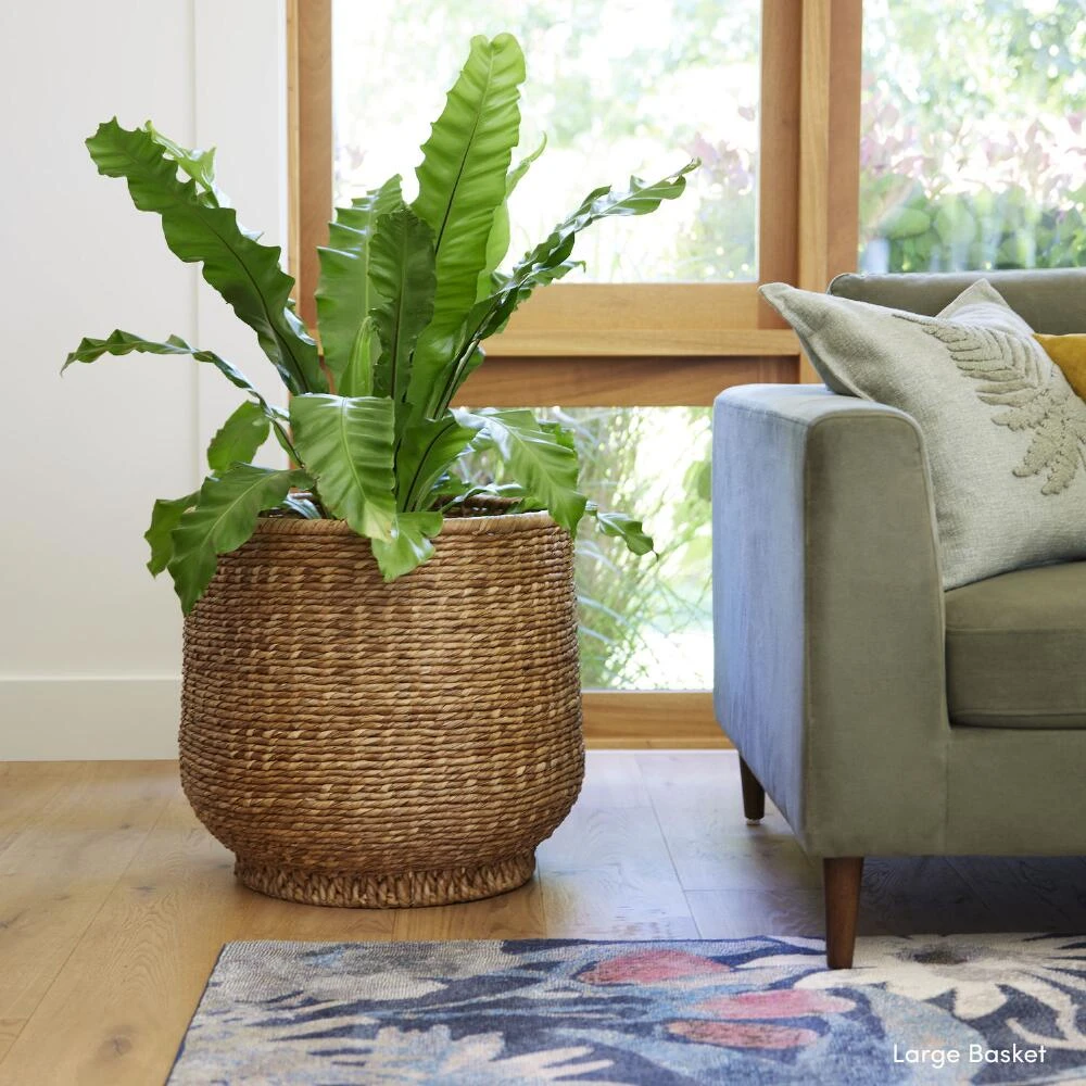 World Market Annika Water Hyacinth Pedestal Basket - Image 2